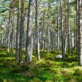 Green field with lots of tall trees.