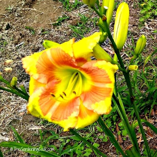 Up Mill Creek Daylily