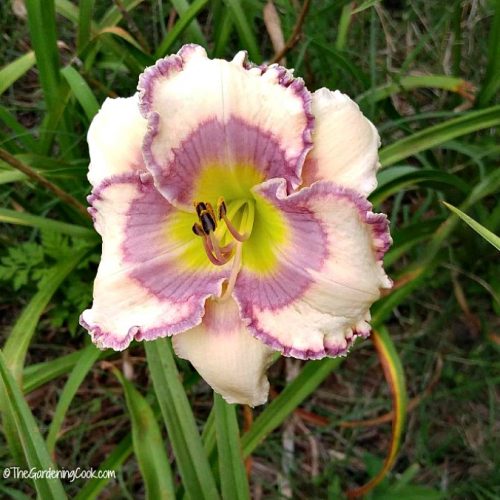 Walk on the Beach Daylily