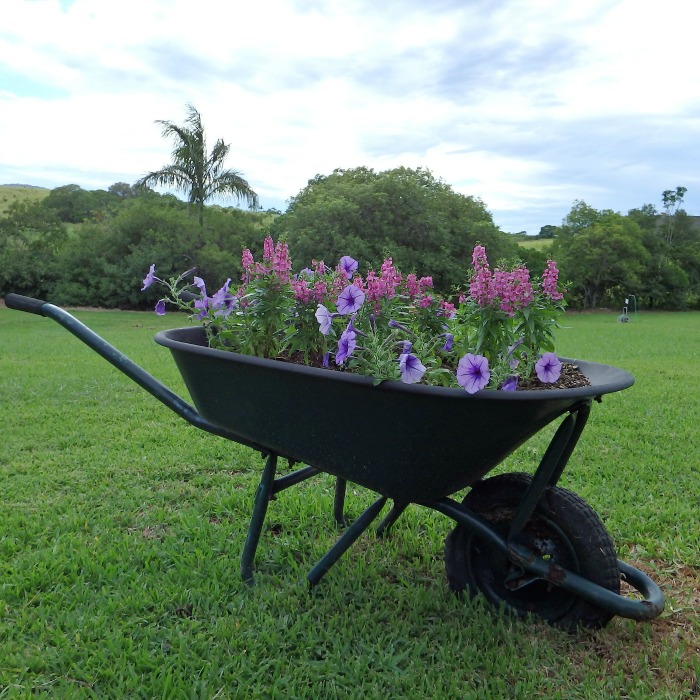 Fill an old wheelbarrow with potting soil and plant with pretty flowers for a great garden display