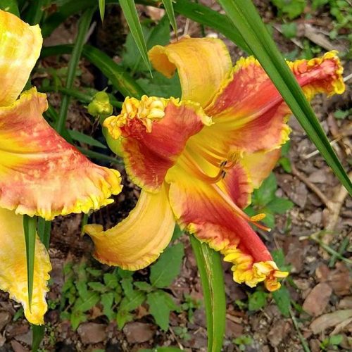 Wild Child Daylily