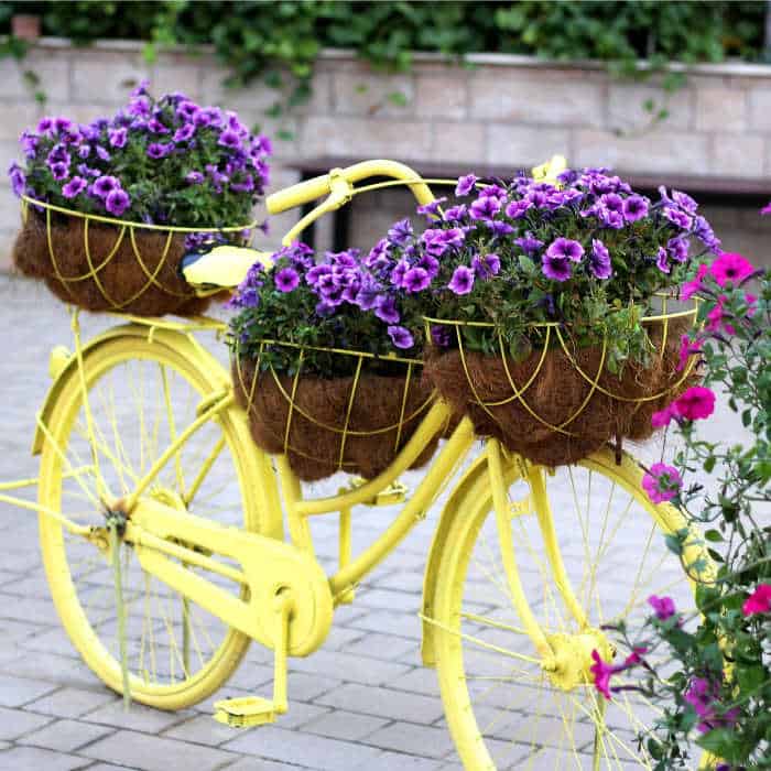 Yellow bicycle planter. Yellow bicycle planted with purple flowers.