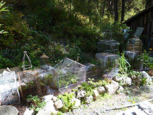 collection of Birdcages