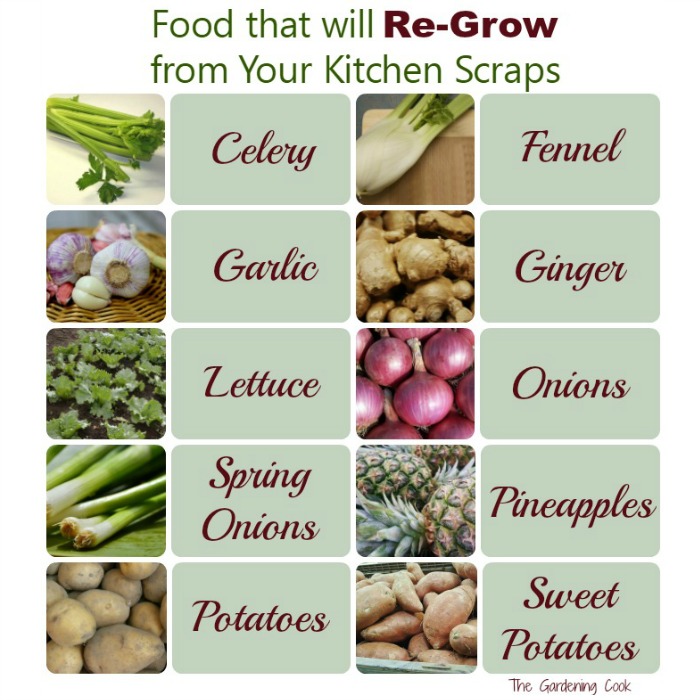 Regrow food from kitchen scraps
