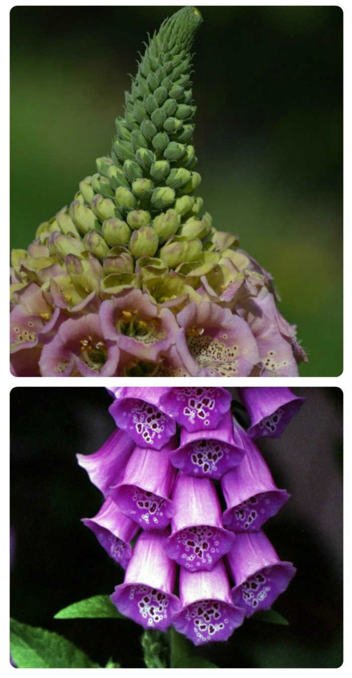 Stunning Foxglove flower