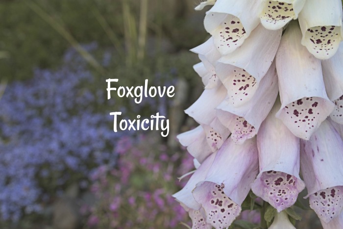All parts of foxglove are toxic