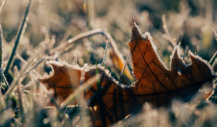 Know your frost dates to make sure you get heirloom seeds in time to save them