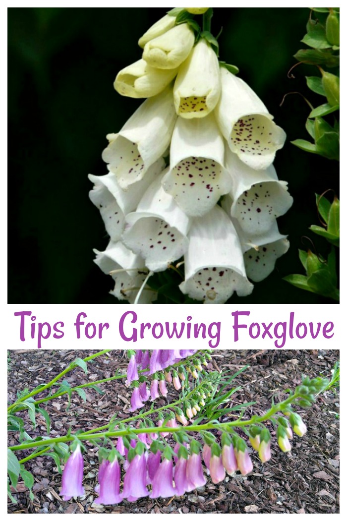 Foxglove flowers