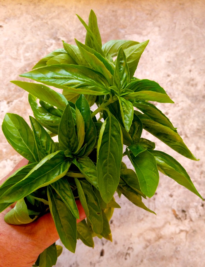 A big handful of basil goes into my garlic Parmesan pasta