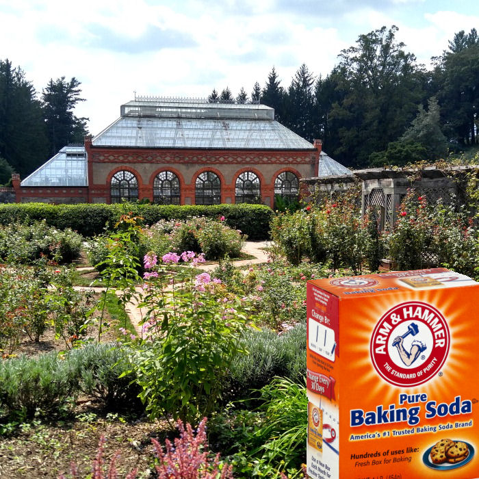 Using baking soda in the garden
