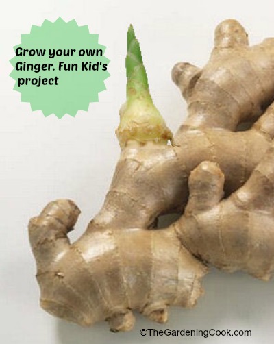 You can grow ginger easily from an existing piece.