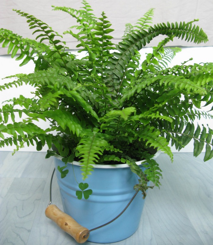 Boston Fern 