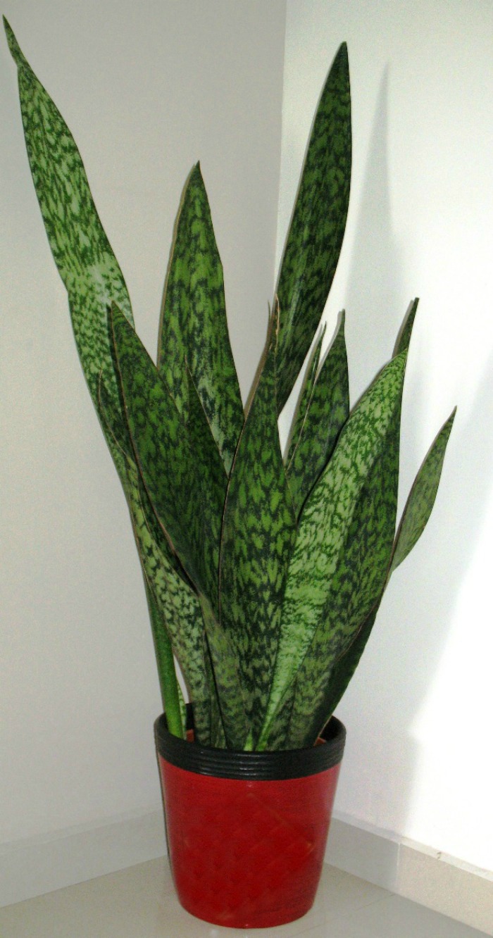 Snake plant is good to grow indoors in lower light conditions.