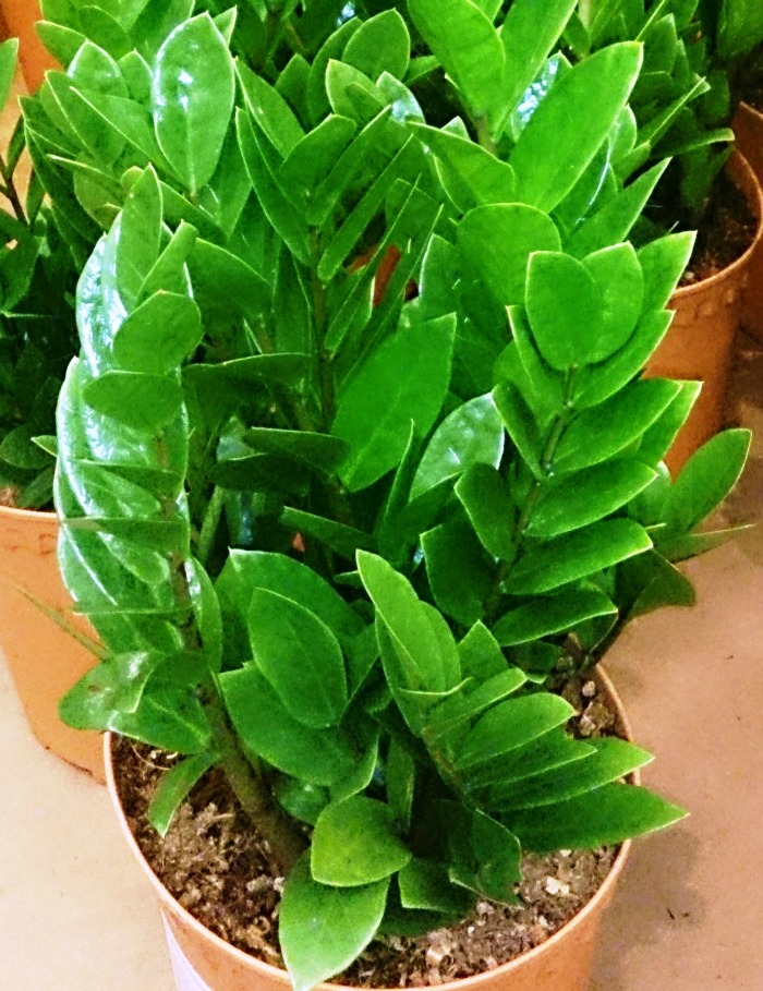 ZZ plant is also known as Zamioculcas Zamifolia