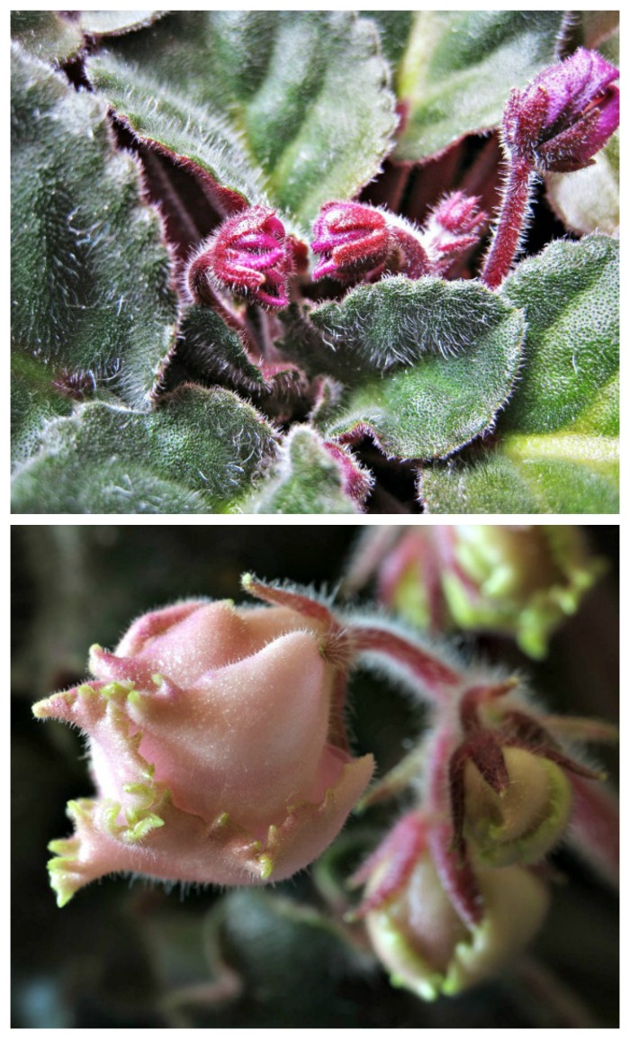 African violets flower buds