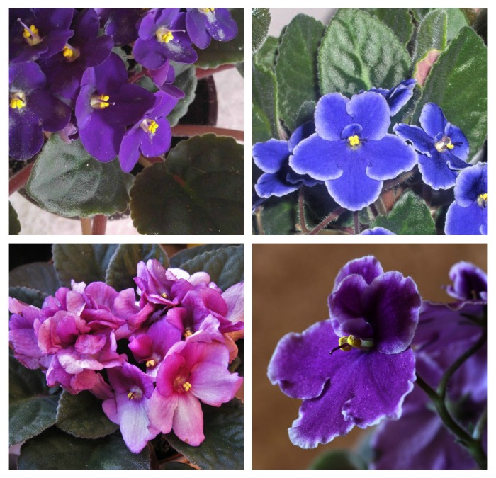 African violets flower colors