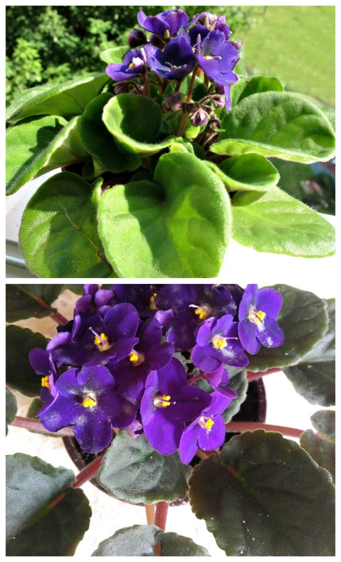 African violets have many colors of flowers and the leaves vary too.