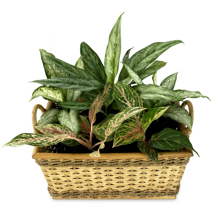 Aglaonema 