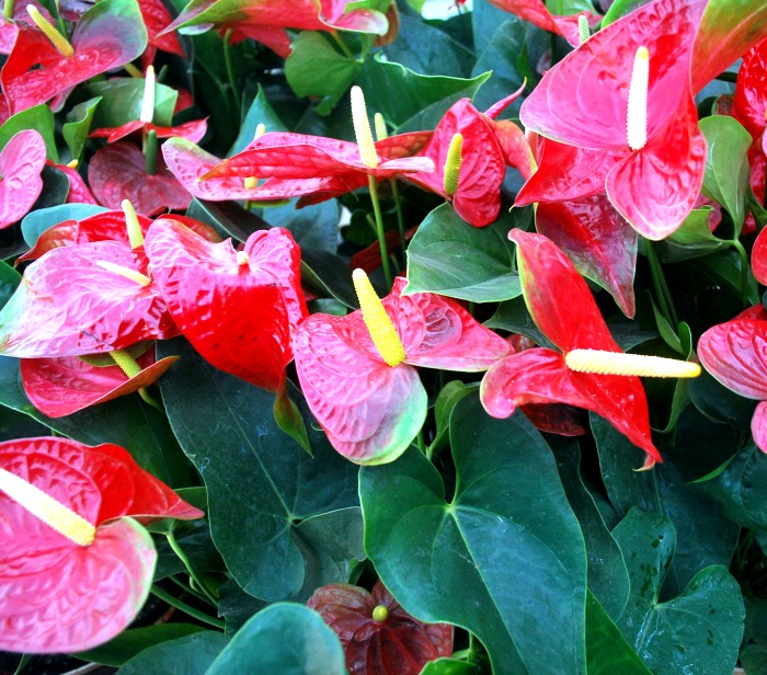 Anthurium plants can take very low light and still flower in doors.