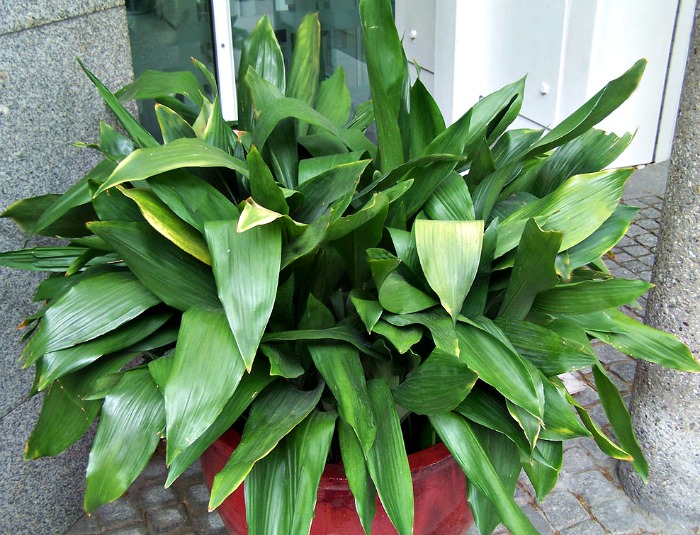Aspidistra is known as the cast iron plant for good reason. It can take a lot of neglect.