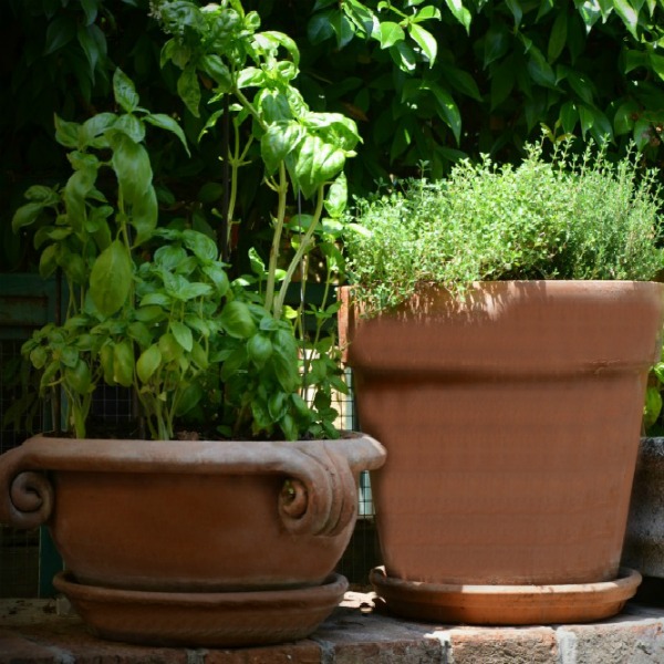 Cleaning Clay Pots – How to Clean Terracotta Pots and Planters