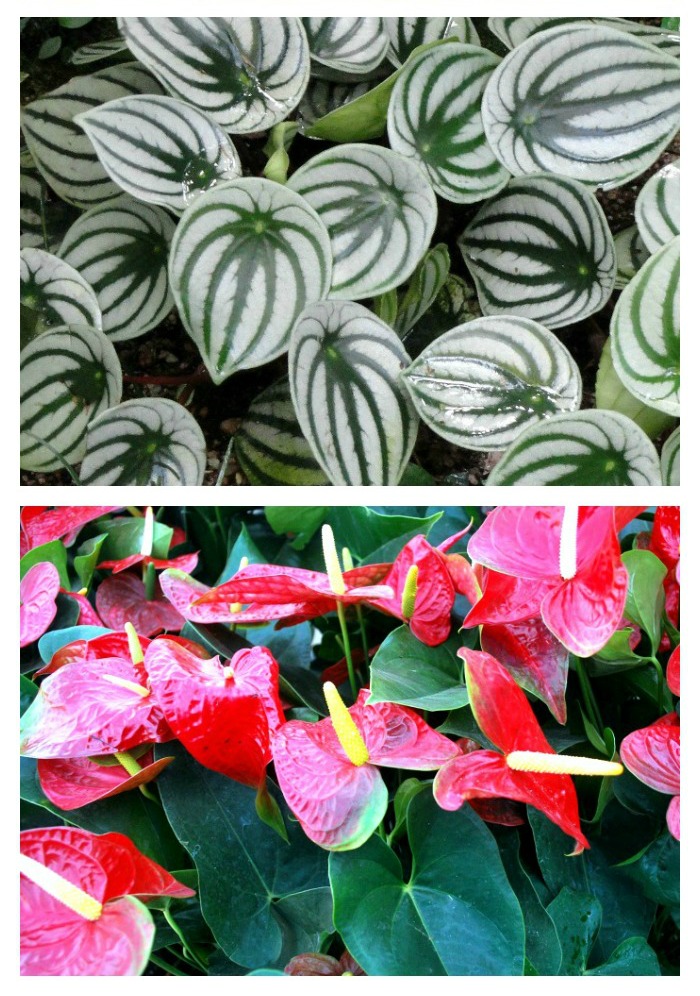 Low light indoor plants