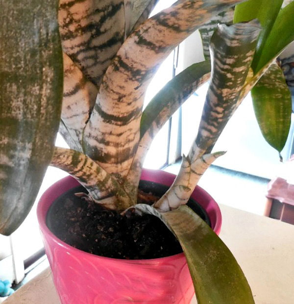 Bromeliad pup ready to repot in the spring
