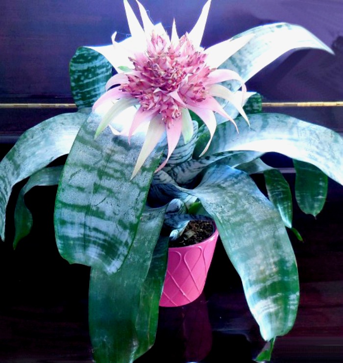 Aechmea Fasciata Bromeliad can take low light conditions.