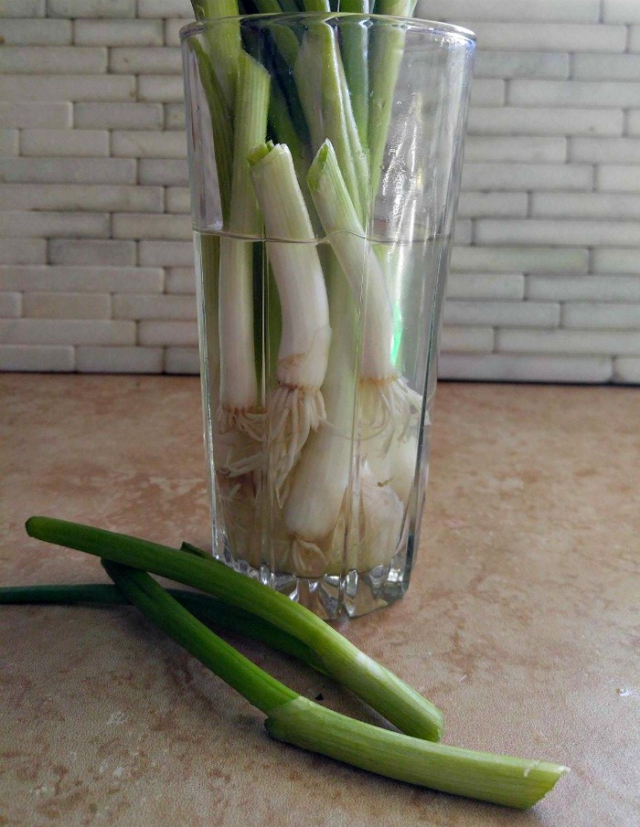 Change the water every few days in order to regrow spring onions