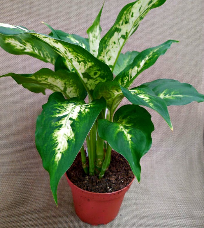 Dieffenbachia is also known as a dumb cane plant