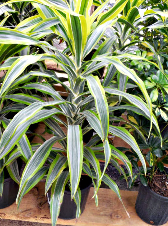 Dracena Fragrans - Corn plant will grow well indoors. Try to keep it near a window if you can to maintain the striped leaves.