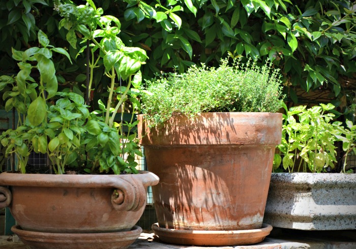 fresh herb plants