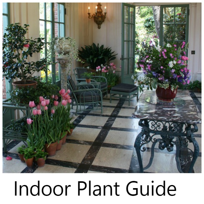 Growing Indoor Plants – How to Grow Potted Plants Indoors