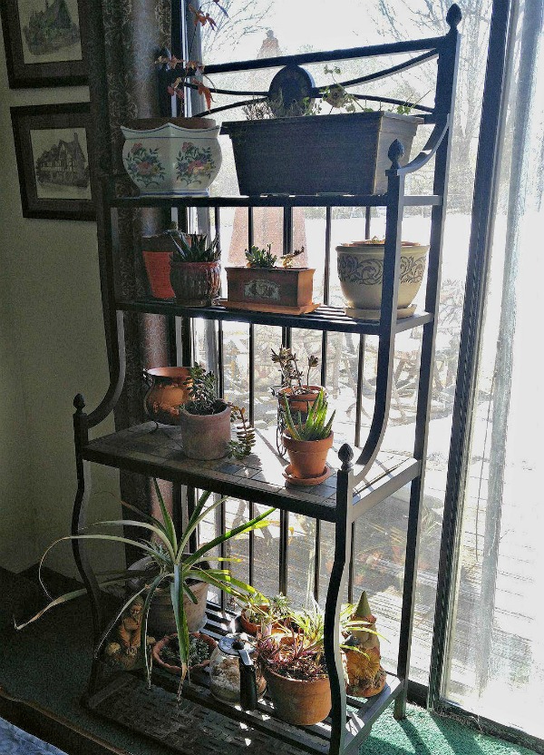 Winter plant care: Large plant stands hold a lot of indoor plants during the winter