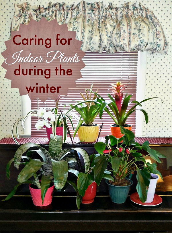 Tips for growing indoor plants during the winter