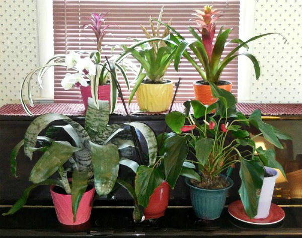 Place indoor plants near a sunny window to give them the right amount of light