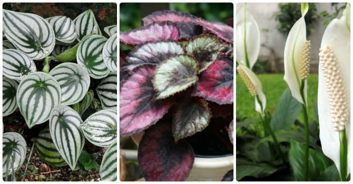 These 20 low light indoor plants can grow in less than optimal light conditions. Some require bright diffused light and other can do well even in dark corners.