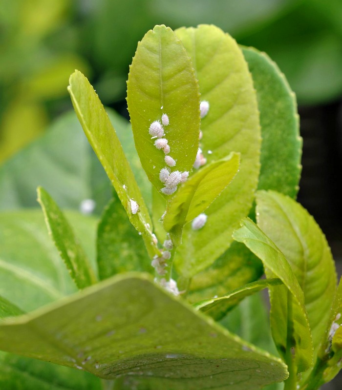 mealy bugs on plant leaves