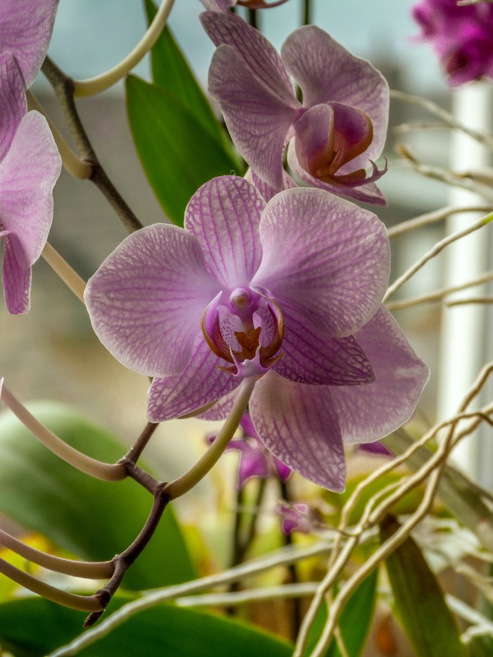 Moth orchids grow in lower light conditions indoors.