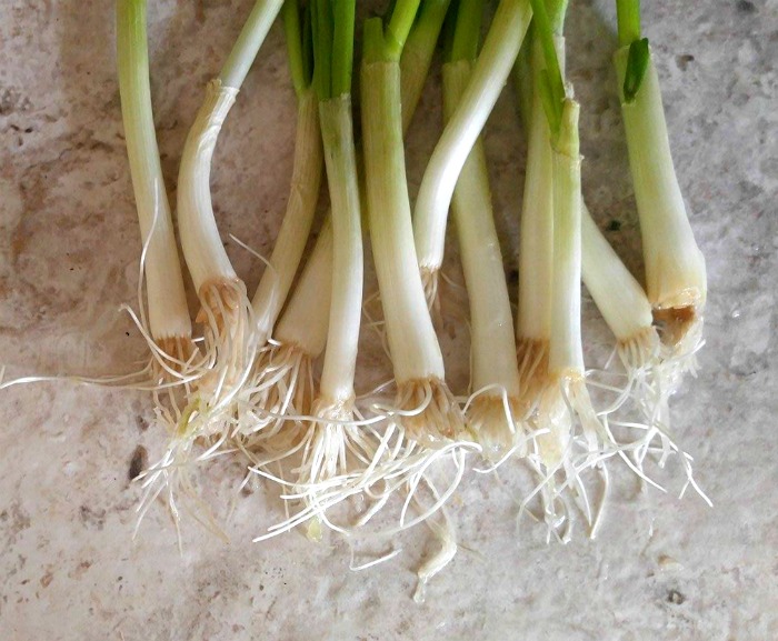 new roots on spring onions