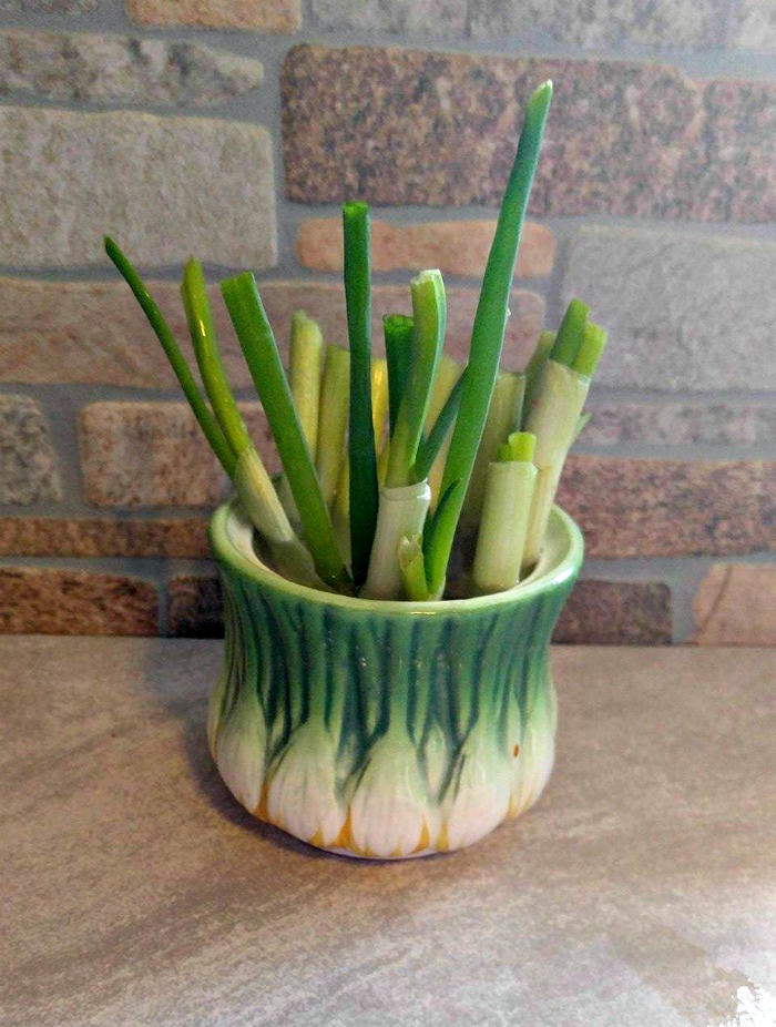 Spring onions growing new shoots