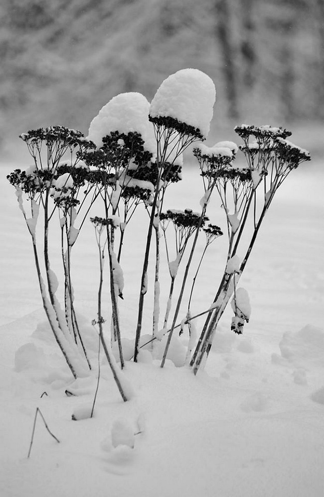 Seed pods covered in snow in Northwest Connecticul