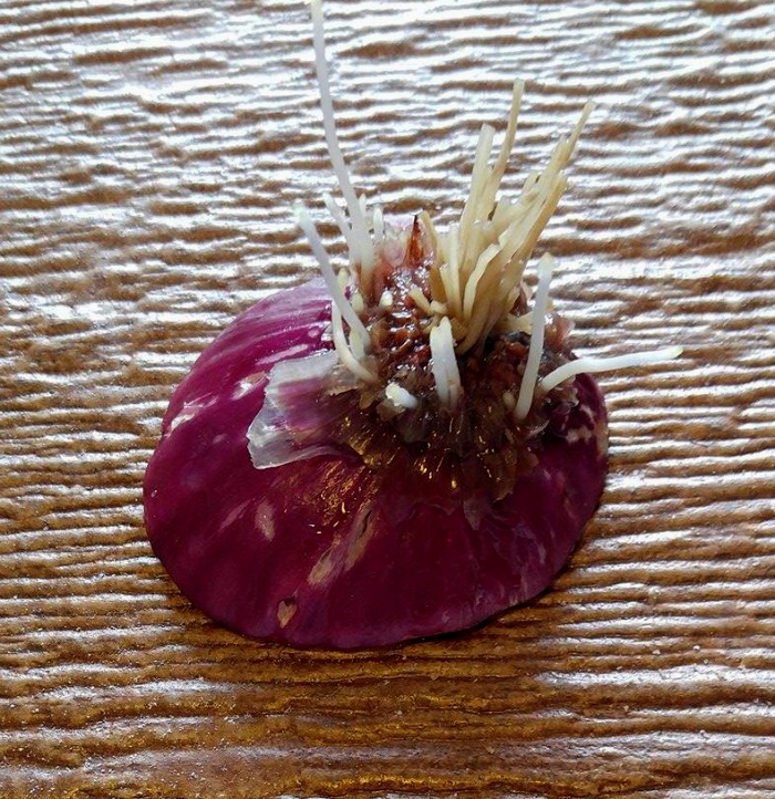 New roots on the onion bottom