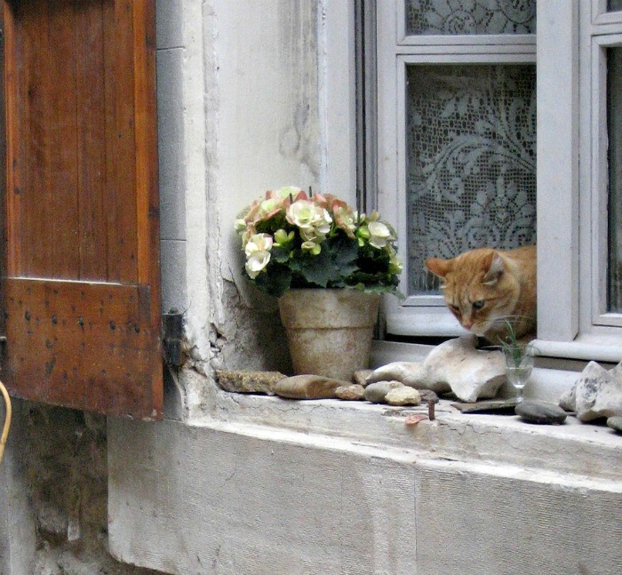 Indoor plant care in Winter: Keep house plants away from drafty windows during the colder months