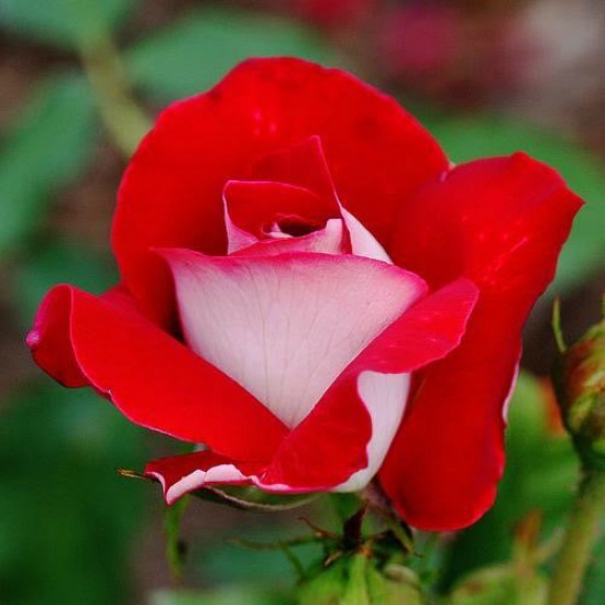 Osiria rose photo shared by reader Pam