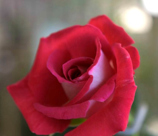 Osiria rose as it matures