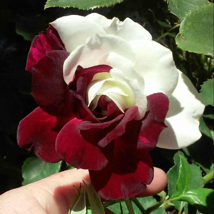 Osiria Rose Photo Gallery of This Hard to Find Hybrid Tea Rose