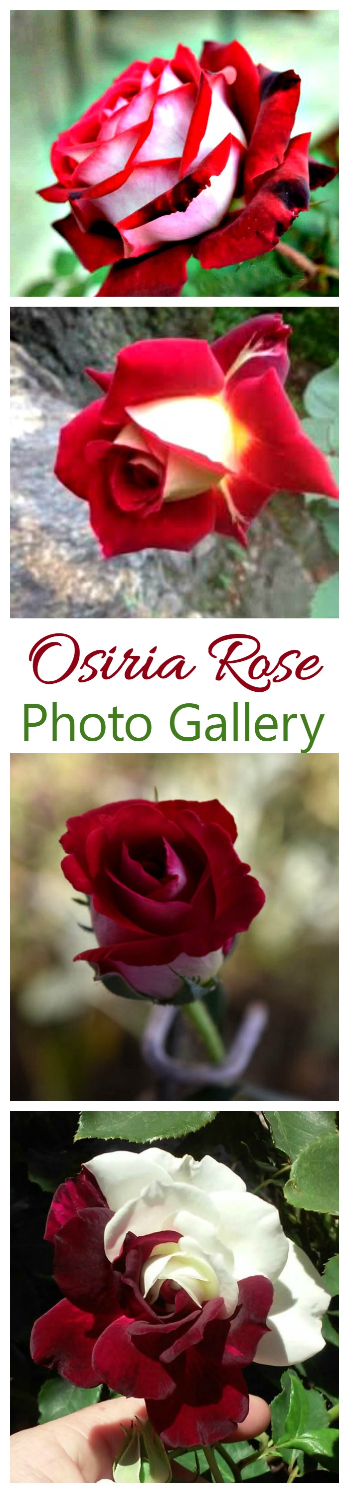 Osiria Rose is a hard to grow and VERY hard to find rose. I have started an Osiria Rose Photo Gallery on my site. If you have grown the rose, please share you photo for my readers.