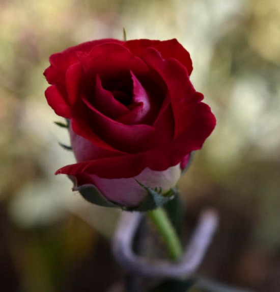 Osiria Rose bud