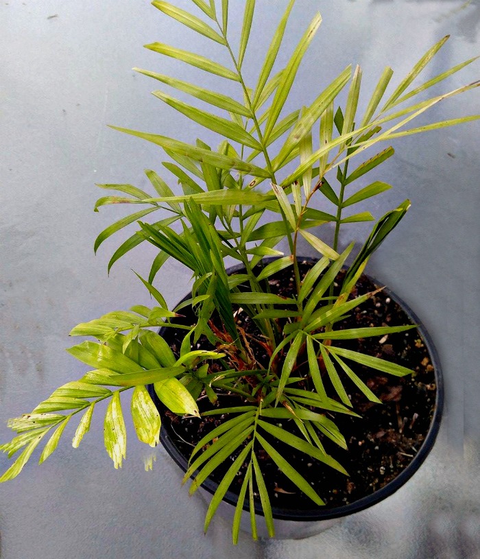 Parlor Palm ( Chamaedorea Elegans) can take quite low light